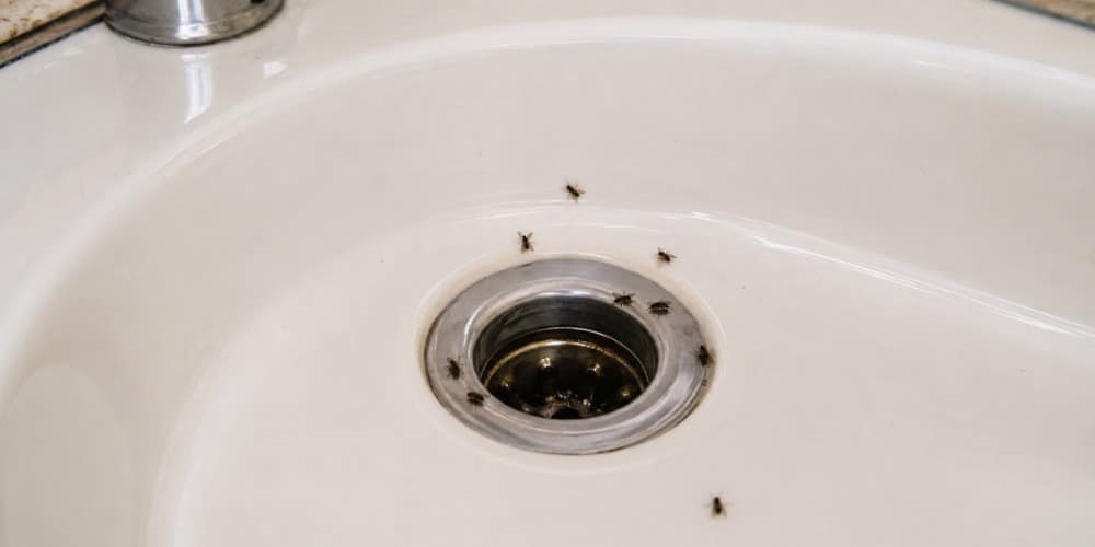 bathroom sink with several small drain flies