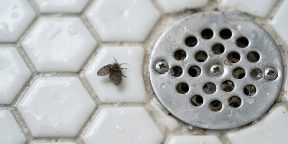 small moth fly resting on white ceramic bathroom tile